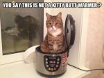 cat in crock pot.jpg