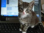 cat on keyboard.jpg