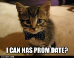 prom date kitten.jpg