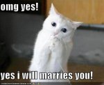 proposal cat.jpg