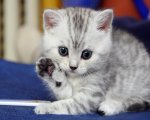 adorable kitten.jpg
