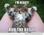 belly rub kitten.jpg