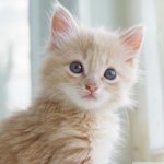 blue-eyed kitten.jpg
