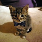bow tie kitten.jpg
