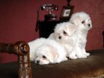 cute puppies on sofa.jpg