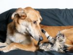 dog with kitten.jpg