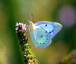 Beauty-butterfly-butterfly-16959451-650-545.jpg