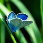 bleu_irise_by_sweet_nature-d5b11mb.jpg