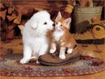 cute puppy and kitten.jpg
