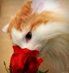 cat sniffing rose.jpg