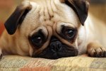 pug puppy.jpg