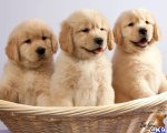 puppy trio.jpg