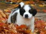 St. Bernard puppy in leaves.jpg