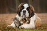 St. Bernard puppy with kittens.jpg