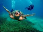 sea turtle and diver.jpg