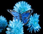 Blue-butter.jpg