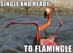 ready to flamingo-le.jpg