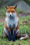red fox.jpg