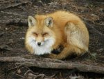 Red_Fox_Sitting_by_Fictionary.jpg