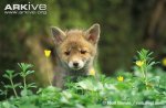 Red-fox-cub.jpg