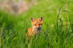 Red-Fox-Kit.jpg