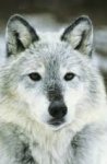 Western gray wolf.jpg