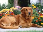 golden retriever.jpg