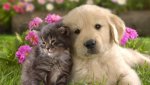 gray kitten & lab puppy.jpg