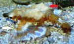 shortnose dragonfish.jpg