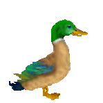 b-410128-Animated_Duck.gif b-410128-Animated_Duck.gif
