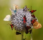 Butterflies,_Alpine_Botanical_Garden_Juliana.jpg