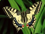 butterflies_free_screensaver_26657.jpg