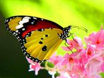 butterfly.jpg