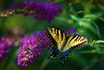 butterfly_2_by_ralfpfaarphotography-d6e3niw.jpg
