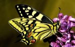 butterfly_1692737c.jpg