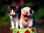 kitten & bulldog puppy.jpg