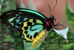 Butterfly_Blue.jpg
