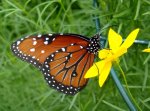 Butterfly_House_2.jpg