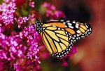 butterfly-2.jpeg