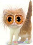 bug-eyed cat.jpg