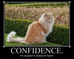 Cat Confidence.jpg
