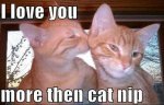 Cat Nip Love.jpg