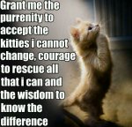 Cat Serenity Prayer 1.jpg