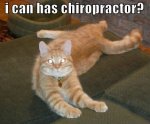 chiropractor cat.jpg