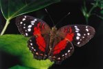 butterfly-1.jpg