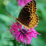butterfly2.jpg