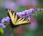 butterfly-2-2013.jpg