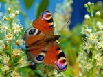 Butterfly3.jpg