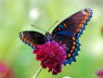 Butterfly-6.jpg