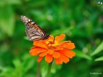 butterfly-9a.jpg